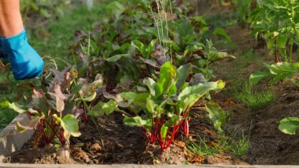El cuidado de un jardín con el cultivo de remolacha roja en la noche al atardecer. Imágenes FullHD de alta calidad - Metraje, vídeo