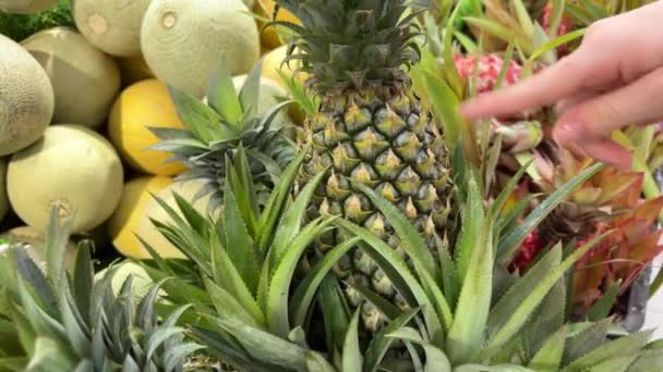 Ananasplantage met rijp groeiende ananassen sluiten. Hoge kwaliteit 4k beeldmateriaal - Video