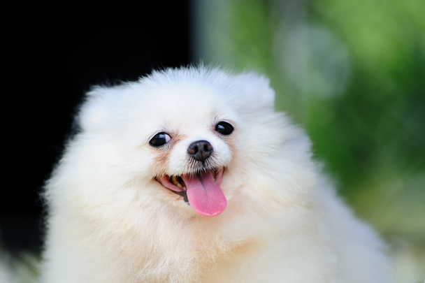 Pequeño perro pomerano blanco
 - Foto, Imagen