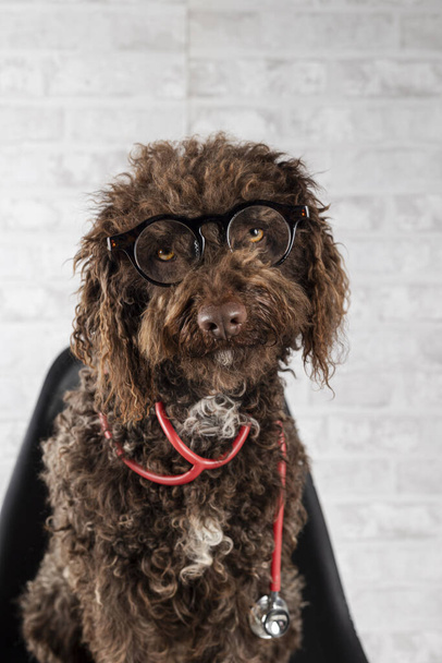 Vertikales Porträt eines Wasserhundes, der mit Brille und Stethoskop auf einem Stuhl sitzt.  - Foto, Bild
