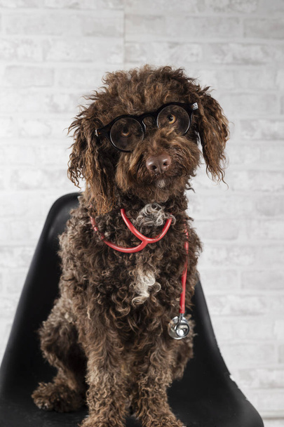Portret Wodny pies siedzący na krześle w okularach i stetoskopie. Pojęcie weterynaryjne - Zdjęcie, obraz