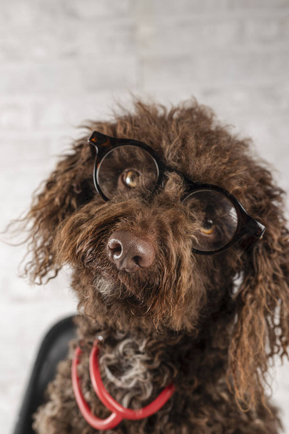 Egy vizeskutya portréja szemüveggel és sztetoszkóppal. Állat-egészségügyi koncepció - Fotó, kép