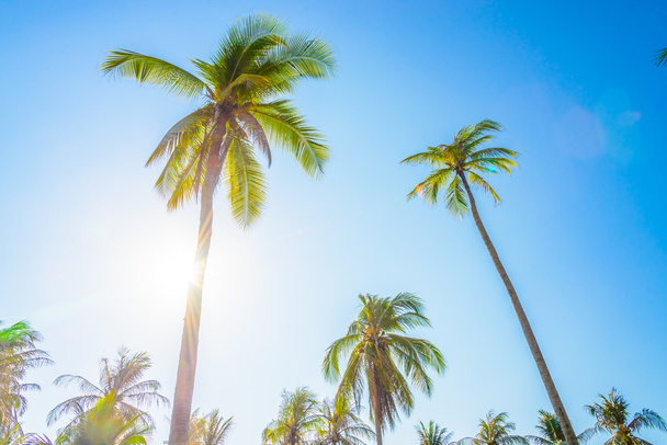 Palm tree on blue sky - Photo, Image