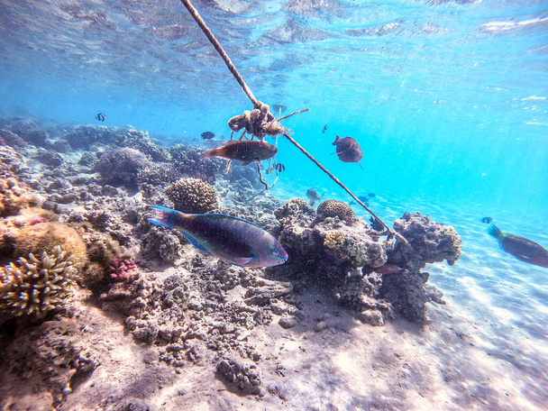 Kolorowe tropikalne podłużnice Hipposcarus lub Longnose Parrotfish znane jako Hipposcarus Harid pod wodą na rafie koralowej. Podwodne życie rafy koralowej i tropikalnych ryb. Rafa koralowa na Morzu Czerwonym, Egipt - Zdjęcie, obraz