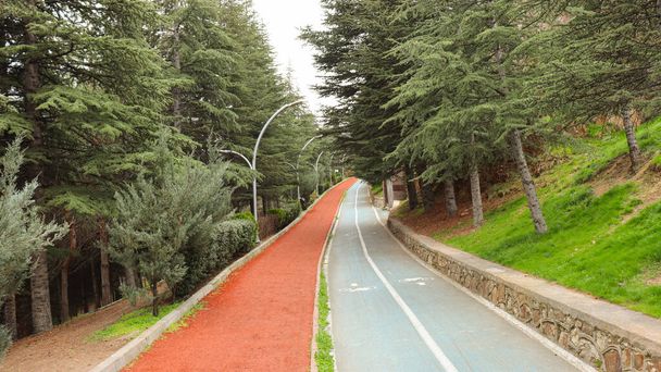 Pista ciclabile e jogging tra alberi verdi nel parco pubblico. - Foto, immagini