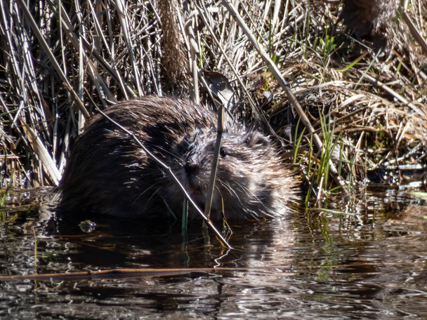 The muskrat (Ondatra zibethicus) semiaquatic rodent in the water - Photo, Image