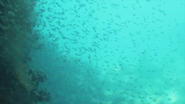 Unterwasseraufnahme einer Gruppe von Fischen, die sich in Formation in der Tiefsee bewegen - Filmmaterial, Video