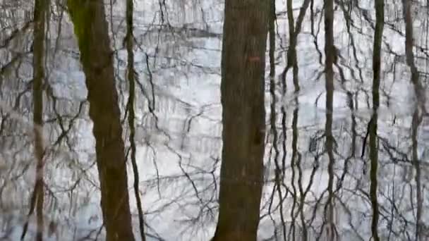 Piccolo lago in montagna foresta primaverile - Filmati, video