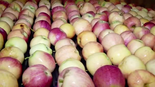 Świeżo zebrane jabłka gotowe do wprowadzenia na rynek; Przetwarzanie zebranych jabłek w fabryce - Materiał filmowy, wideo