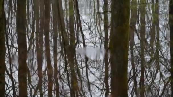 Piccolo lago in montagna foresta primaverile - Filmati, video