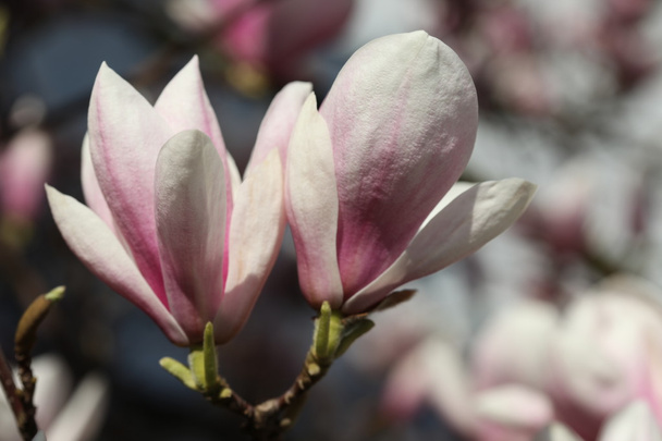 άνθηση της magnolia λουλούδια άνοιξη - Φωτογραφία, εικόνα