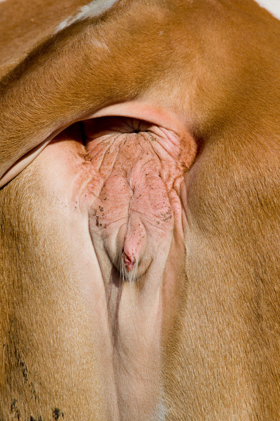 Репродуктивные органы коровы
 - Фото, изображение