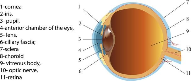 Estructura del ojo humano (sección
) - Vector, Imagen
