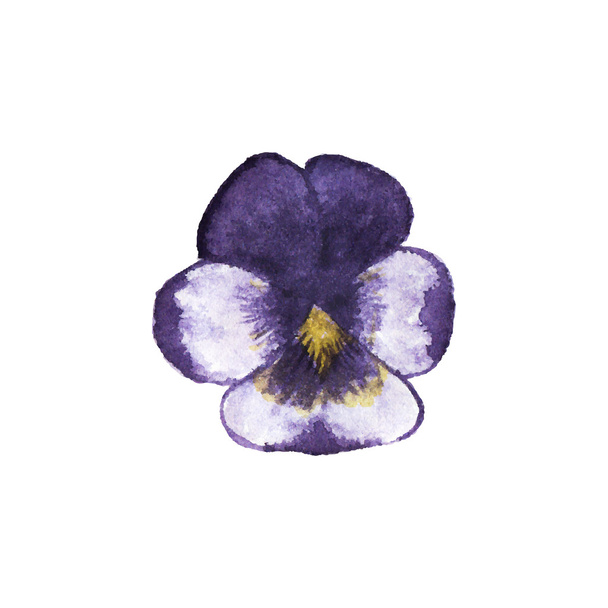 Watercolor pansy on the white background, aquarelle. Vector illustration. - Vector, afbeelding