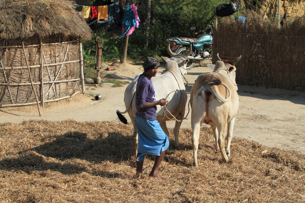 mezőgazdaság, Nepál - Fotó, kép