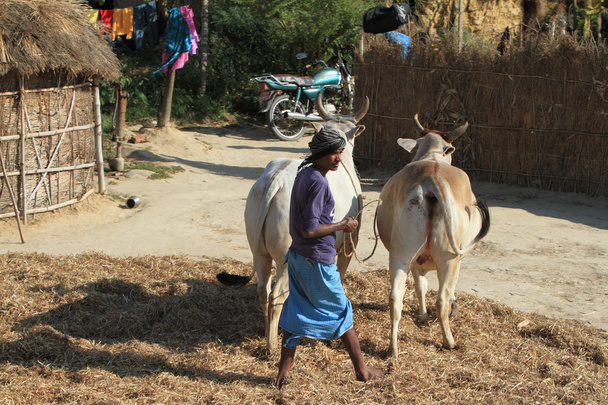 Agricultura em Nepal
 - Foto, Imagem