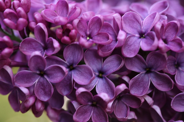tak met lente lila bloemen - Foto, afbeelding