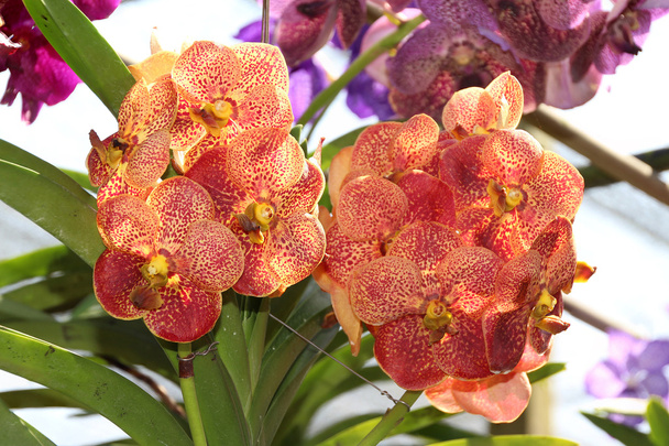 Orchidée thaïlandaise
 - Photo, image