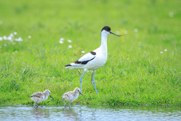 Pied Avocet, Recurvirostra avosetta, parent looking after chick walking in water - Photo, Image