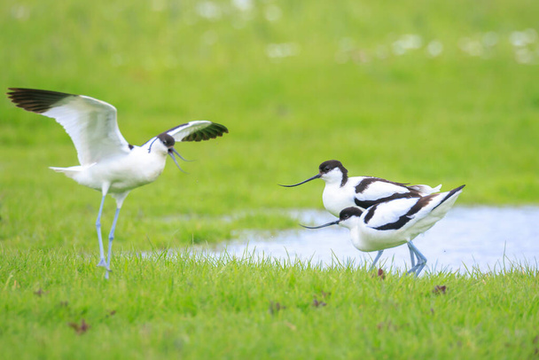 Close-up of a Pied Avocet, Recurvirostra avosetta, mating in a field - Photo, Image