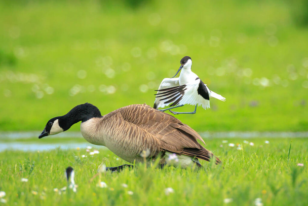 Close-up of a Pied Avocet, Recurvirostra avosetta, attacking a canadian goose - Photo, Image