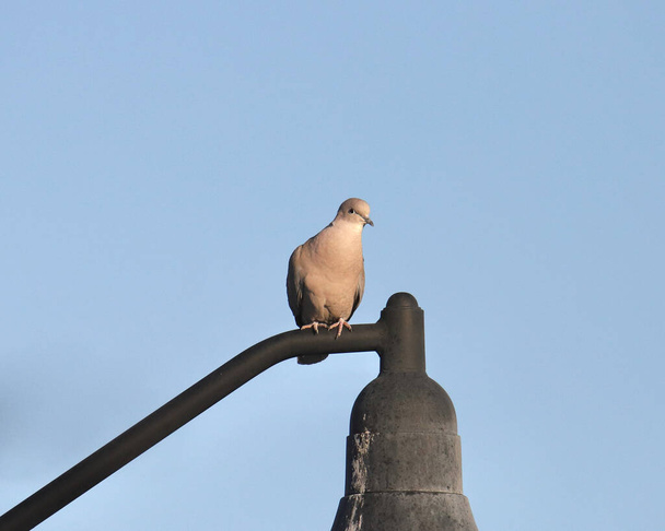 Eurasian Collared-Dove (streptopelia decaocto) perched on light pole - Photo, Image