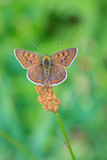 Motyl miedziany Lycaena Tityrus zapylający się latem na stokrotniku. - Zdjęcie, obraz