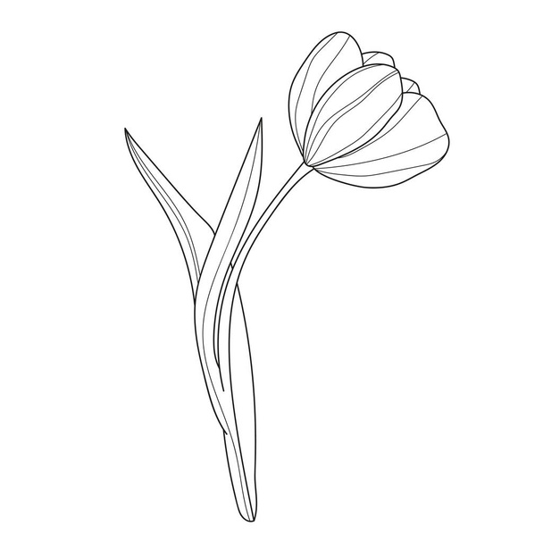 Tulppaanikukkia. Lineaarisia kukkia. Kasvitieteen. Abstrakti lineaarinen kukka. Vektoriesimerkki tulppaanista - Vektori, kuva