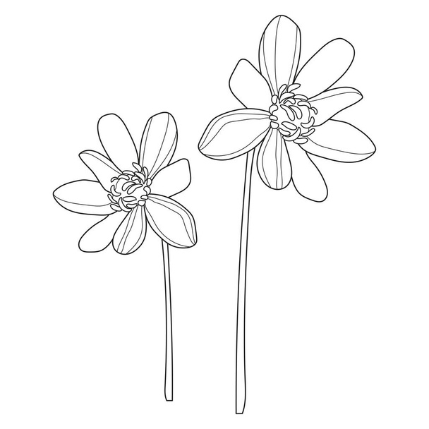 Blume. Lineare Blumen. Botanik. Abstrakte lineare Blume. Vektorillustration einer Blume - Vektor, Bild