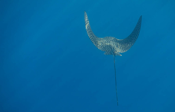 spotted eagle ray swimming very close during diving in a blue water with sunrays in egypt - Photo, Image
