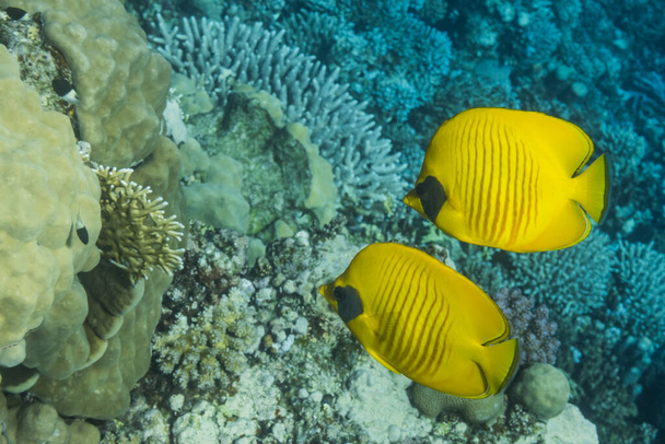 δύο κίτρινα bluecheek butterflyfish αιωρείται κοντά κοράλλια στο βυθό κατά τη διάρκεια της ελεύθερης κατάδυσης σε egypt - Φωτογραφία, εικόνα