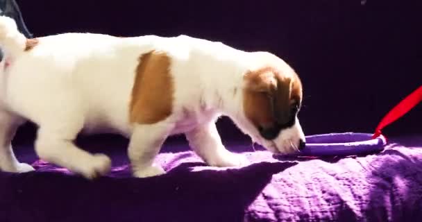 : schattige Jack Russell puppy spelen met een puller. Zorgen en verzorging - Video