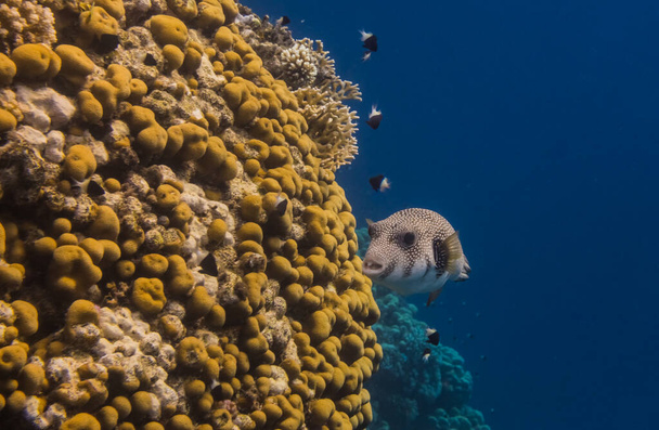 white spotted pufferfish swims along the beautiful coral reef with dark blue water in egypt - Photo, Image