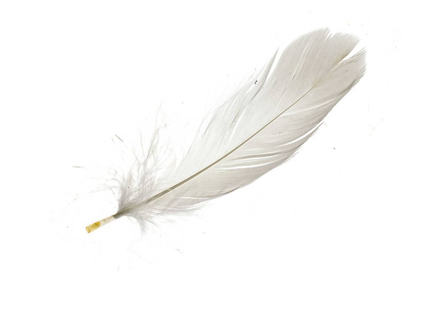 άσπρα φτερά χήνας σε λευκό απομονωμένο φόντο - Φωτογραφία, εικόνα