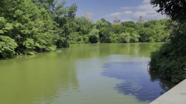 Central Park Lake - общественный городской парк, расположенный в мегаполисе Манхэттен, в Большом Яблоке в Нью-Йорке (США).). - Кадры, видео