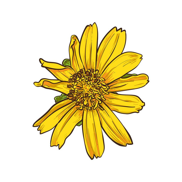 Singapour dessin fronceur marguerite, fleur jaune sur blanc, illustration vectorielle. - Vecteur, image