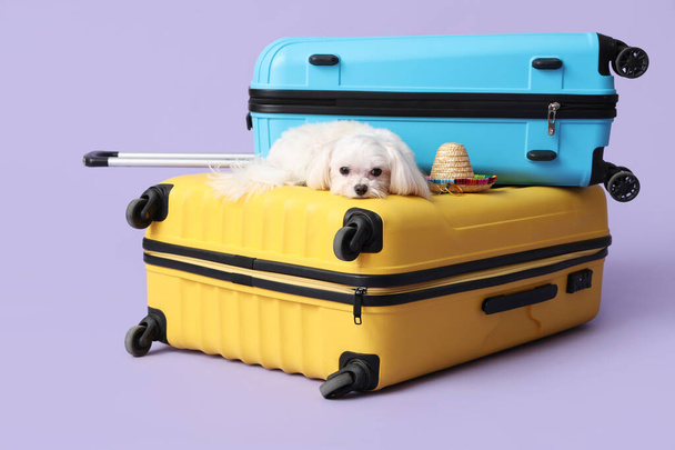 Adorable Bolognese dog with hat on suitcase on lilac background - Photo, Image