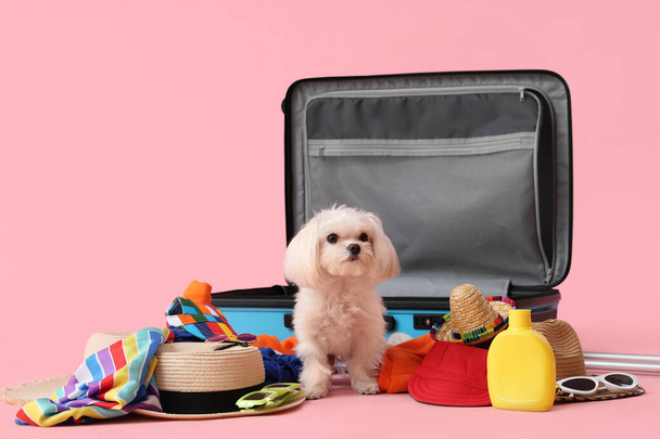Adorable perro boloñés sentado cerca de la maleta con ropa sobre fondo rosa - Foto, Imagen