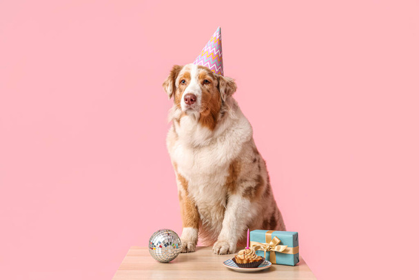 Cute Australian Shepherd dog in party hat with Birthday cake, disco ball and gift box at table on pink background - Photo, Image