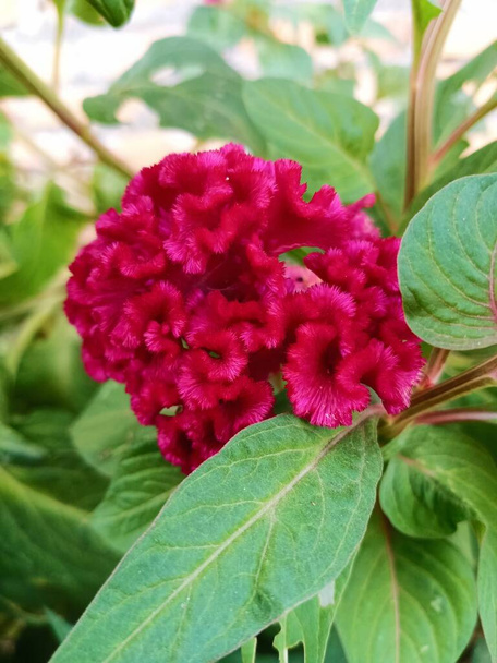 foto van mooie rode celosia bloemen - Foto, afbeelding