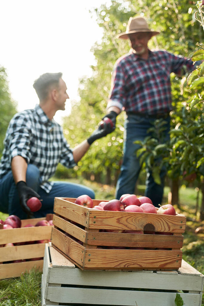 Kaksi maanviljelijää poimii omenoita puusta - Valokuva, kuva