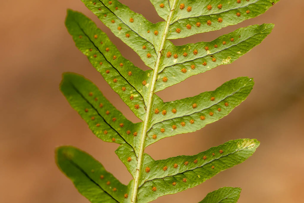 Közönséges polipóda páfrány (Polypodium vulgare)) - Fotó, kép