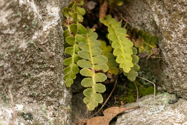 Звичайний папороть поліподібний ( Pololypodium vulwag) - Фото, зображення