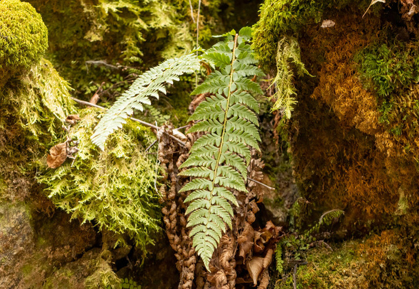 Κοινή πολύποδη φτέρη (Polypodium vulgare) - Φωτογραφία, εικόνα