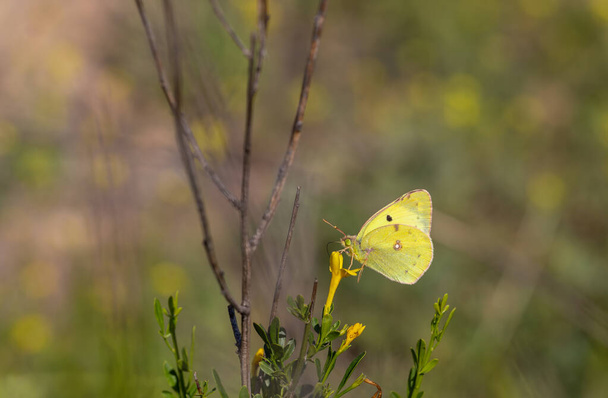 Метелик жовтої слави на рослині - Коліас Кроче. - Фото, зображення