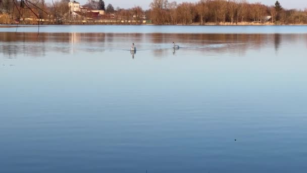 Pareja de cisnes blancos en el lago en la tarde soleada primavera - Metraje, vídeo