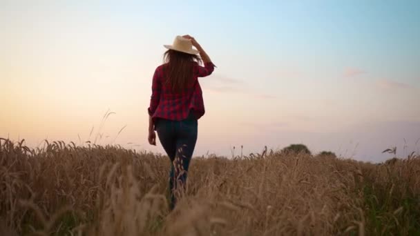 Неузнаваемая женщина-фермер ходит по золотому пшеничному полю с спелым урожаем и касается шипов. Исследователь-агроном сельских культур - Кадры, видео