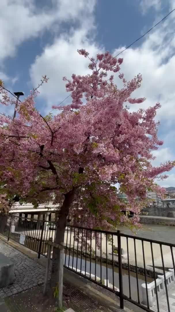 cerejeira florescendo na estação de primavera - Filmagem, Vídeo