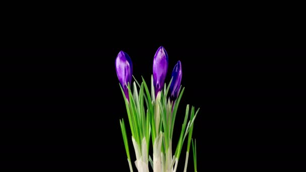 Κρόκους Μπλόσομς. Όμορφη Timelapse της καλλιέργειας και το άνοιγμα Violet Crocus Flower σε μαύρο φόντο. 4K. - Πλάνα, βίντεο