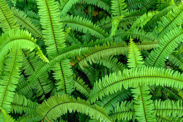Abstract background of fresh ferns in garden. Beautiful ferns leaves green foliage natural floral fern background in sunlight. Pteridophyte or dryopteris fern. Common polypody (polypodium vulgare). - Photo, Image